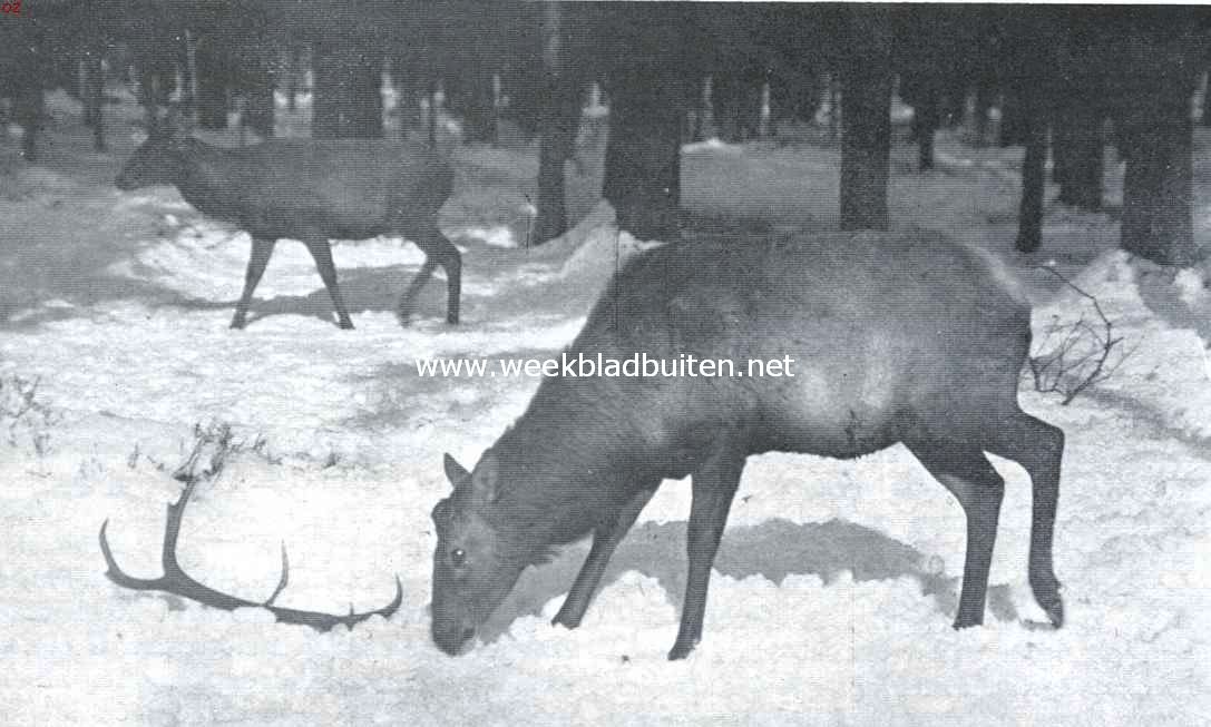 Reen en Herten. In den winter wordt het gewei afgeworpen