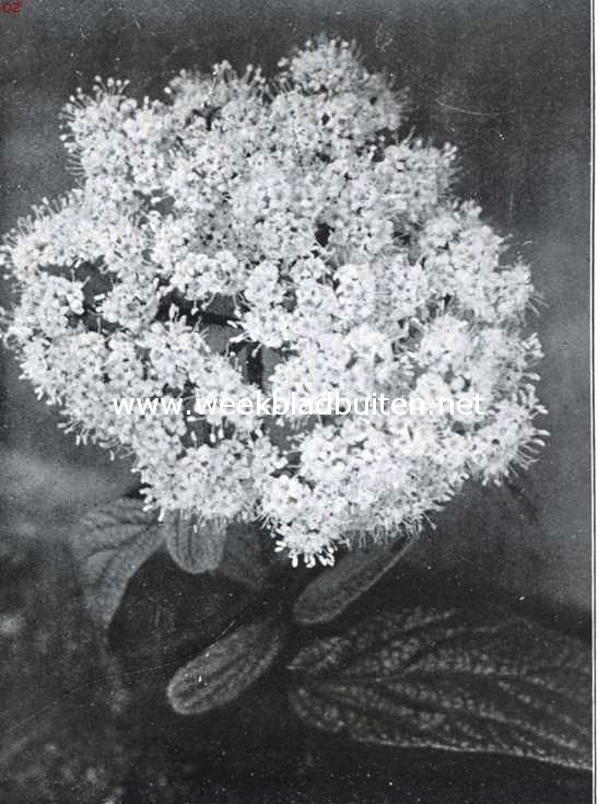 Viburnum Rhitidophyllum