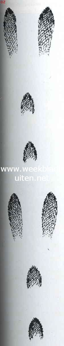 Sporen der dieren in het veld. Springspoor (het eenige normale spoor) van een haas