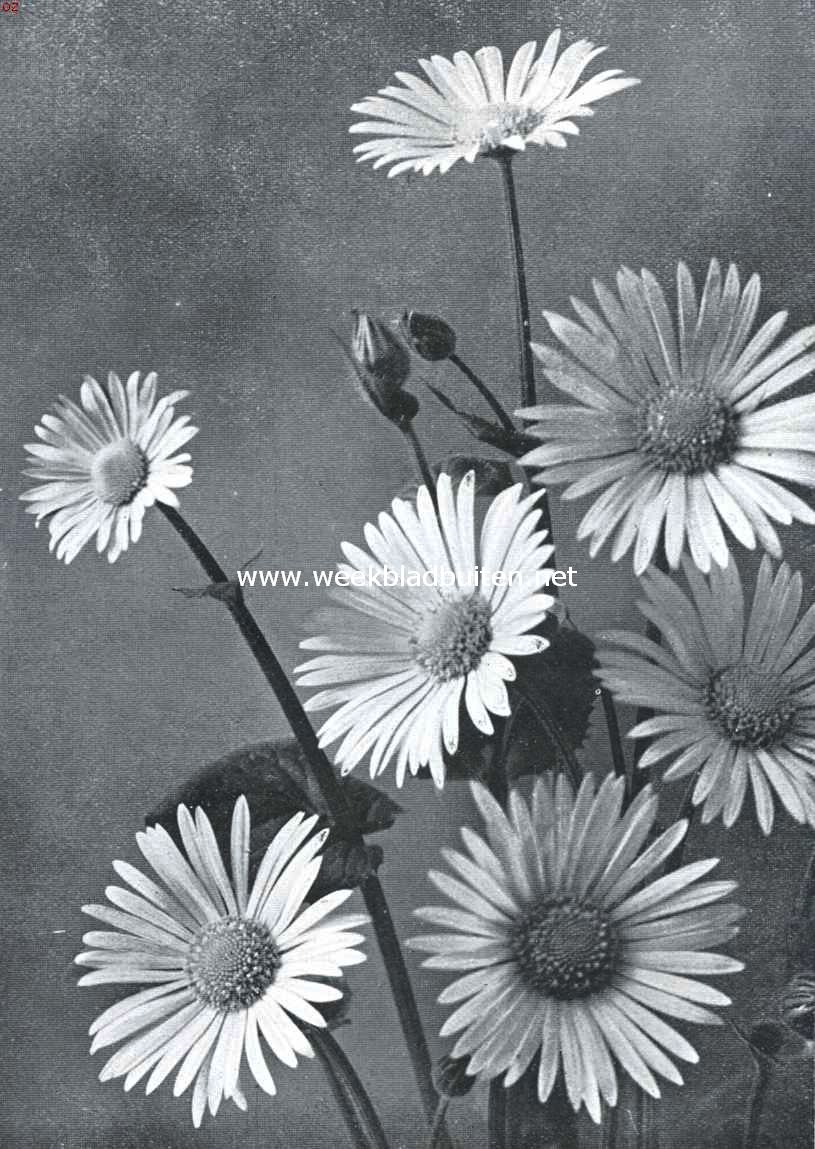 Doronicum Caucasium. Foto uit: 