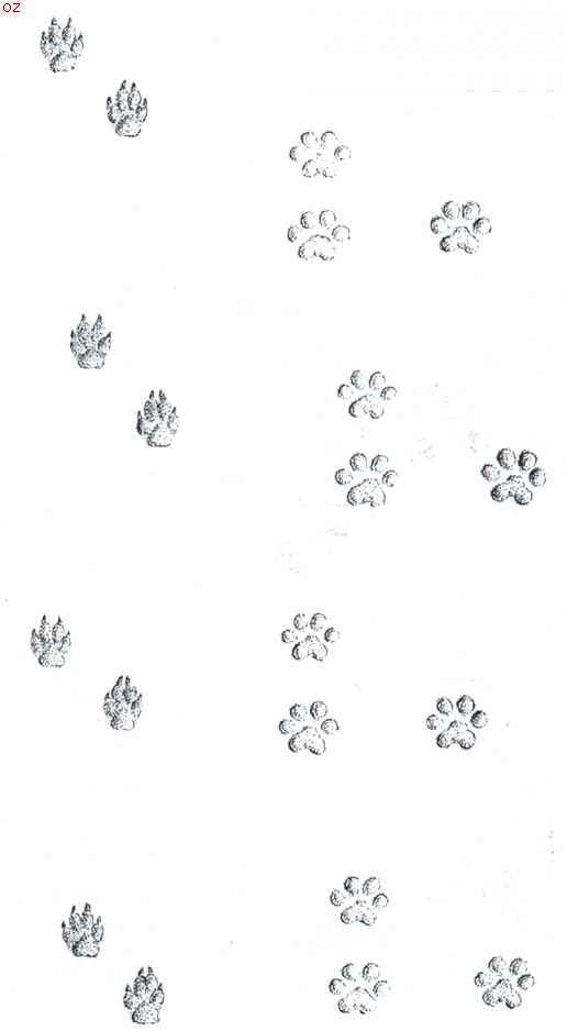 Sporen der dieren in het veld. Links: slenterspoor van den huishond. Rechts: sporen van een tijger, links normaal, rechts zgn. 