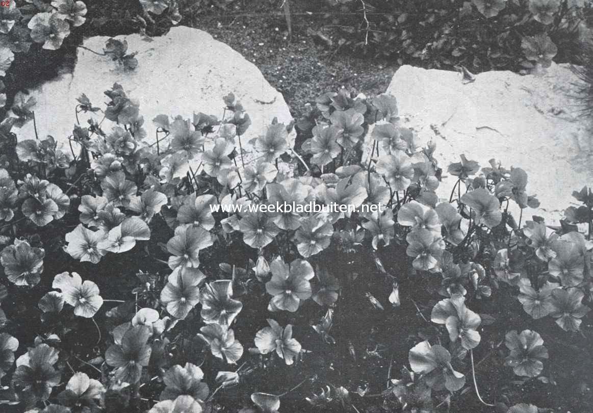 Viola Cornuta Maggie Mott