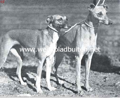 De whippet. Kampioen 