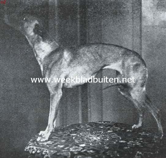 De whippet. 