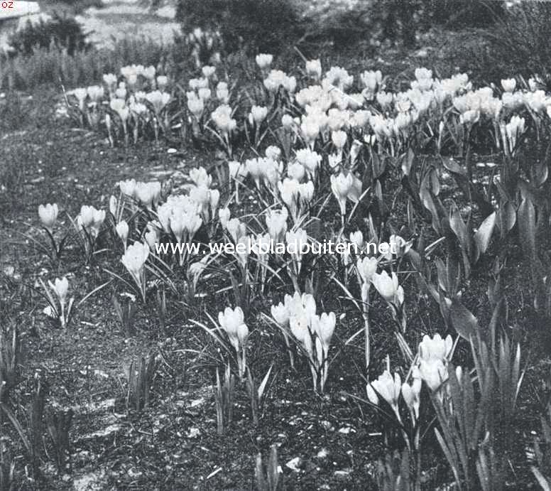Crocussen voor struikgewas