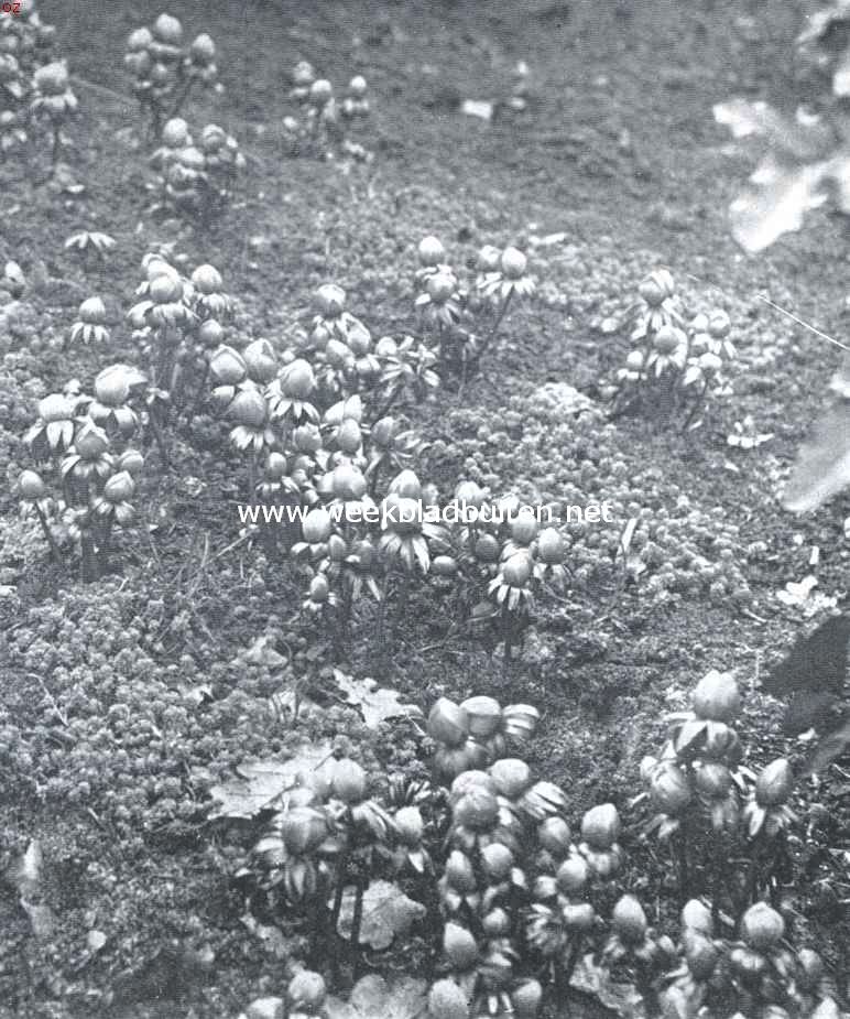 Eranthis Hiemalis Tubergini (zeer grootbloemige winteraconiet)