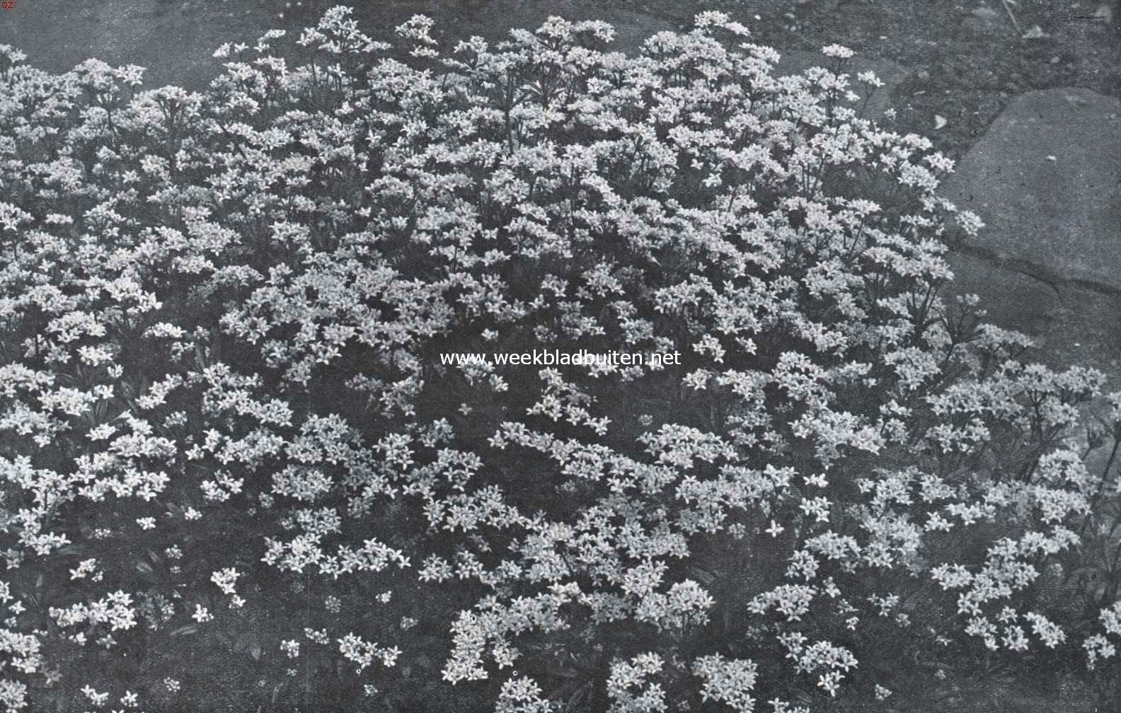 De border, haar aanleg en beplanting. Lieve Vrouwen Bedstroo (Asperula Odorata)
