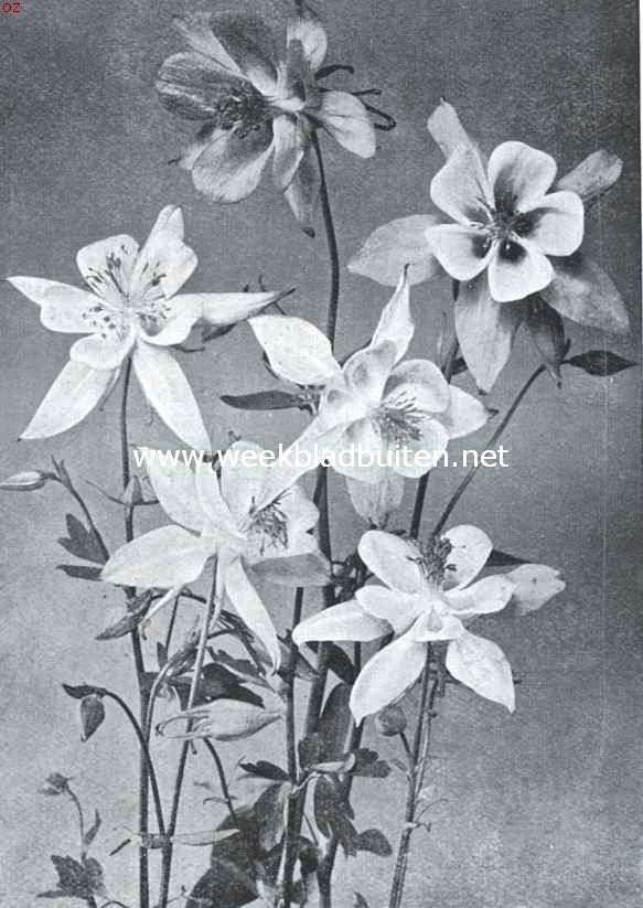 De border, haar aanleg en beplanting. Aquilegia Caerulea