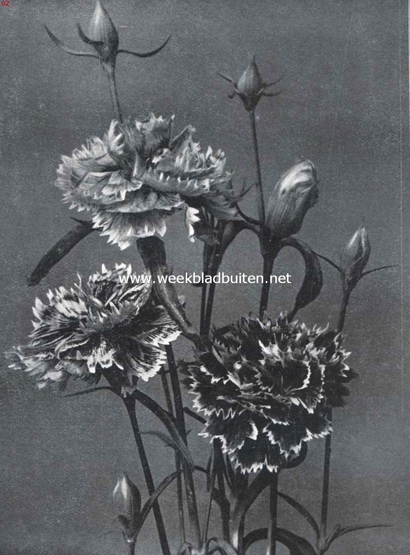 Dianthus Heddewigi Hybridus Fl. Pl. Uit: 