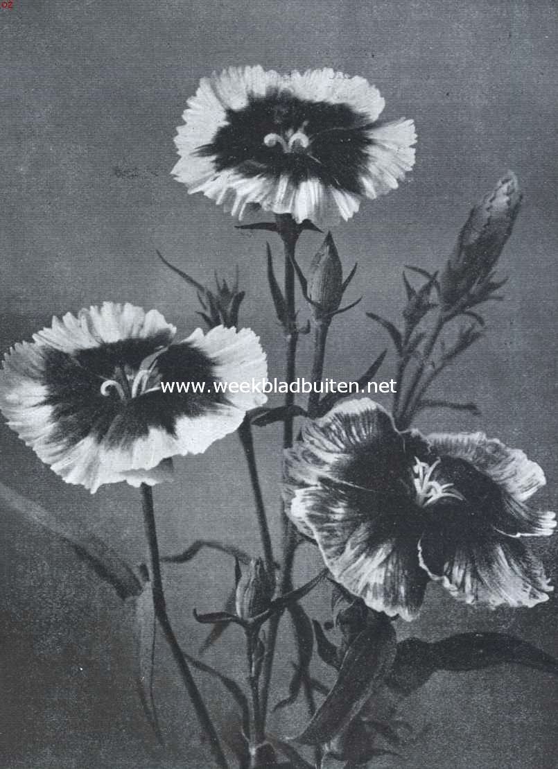 Dianthus Heddewigi. Uit: 