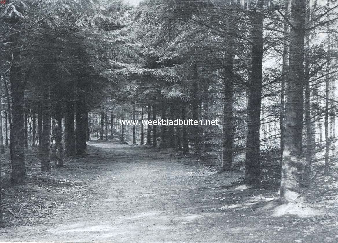 Mooi Drenthe.  Spaarbanksbosch bij Hoogeveen