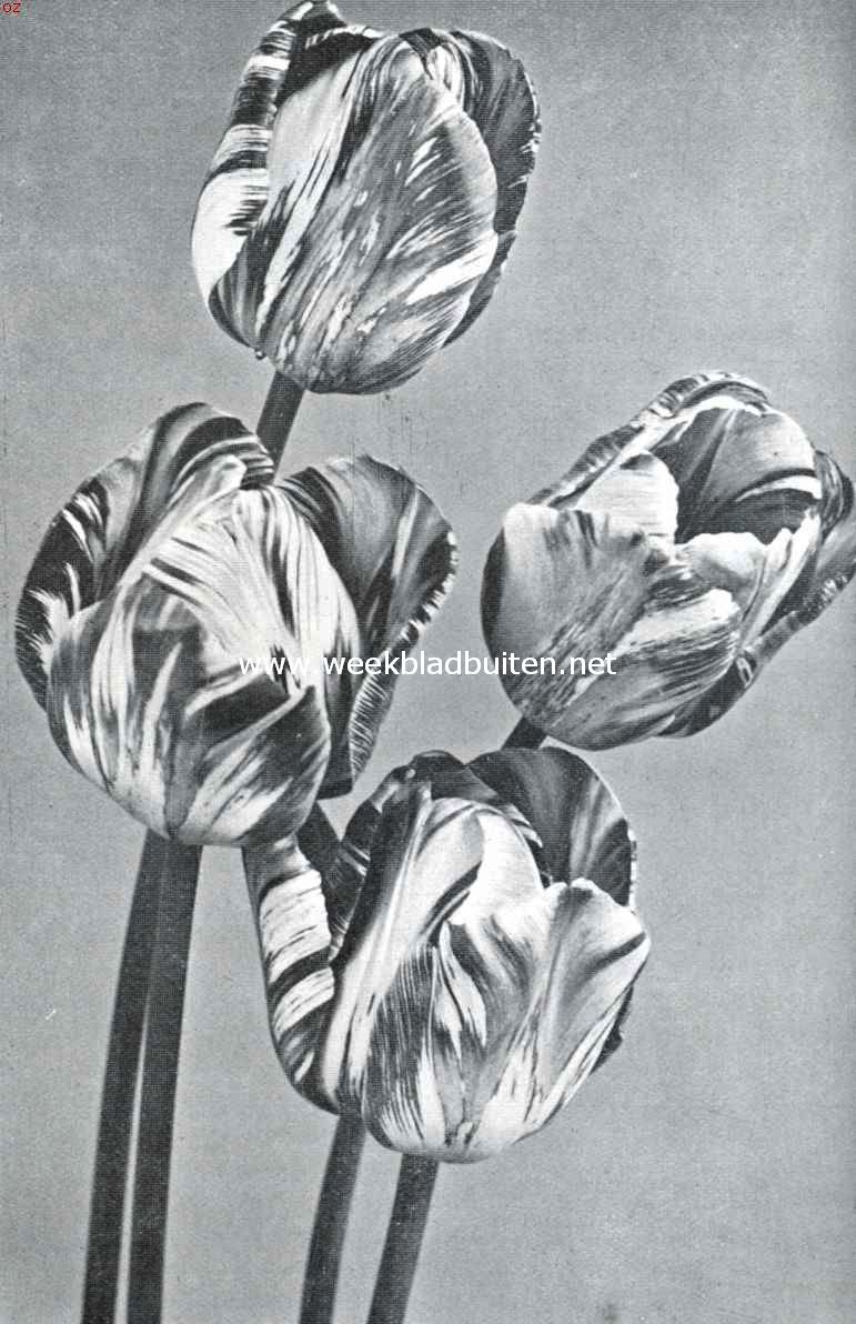 Rembrandt tulpen