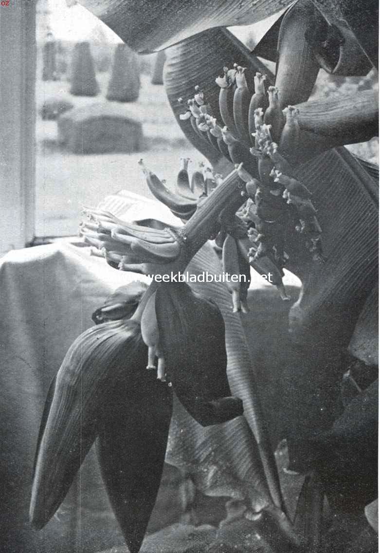 Het Cantonspark te Baarn. Banaan, onderaan in bloei, bovenaan de reeds gezette vruchten (bij het artikel op blz. 214)