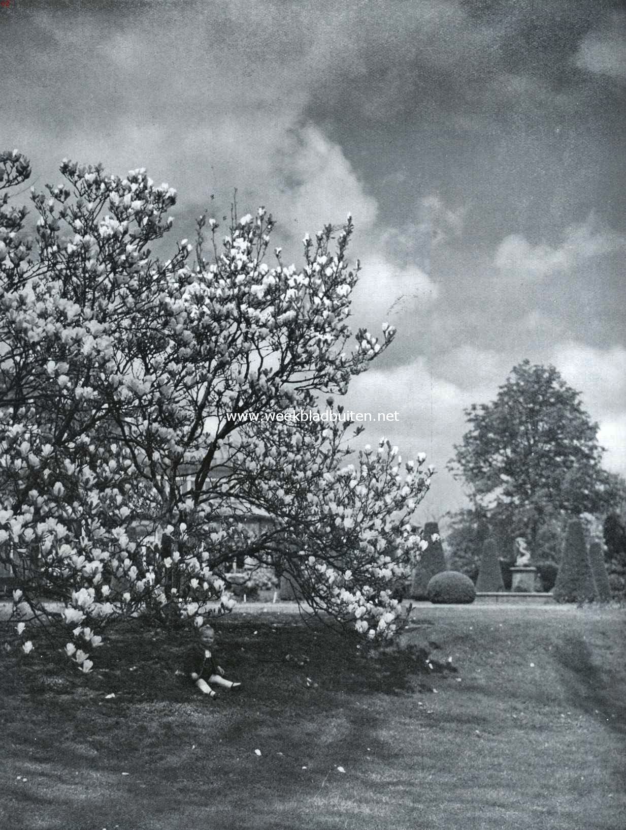 Het Cantonspark te Baarn. Groep Magnolia Soulangeana in bloei