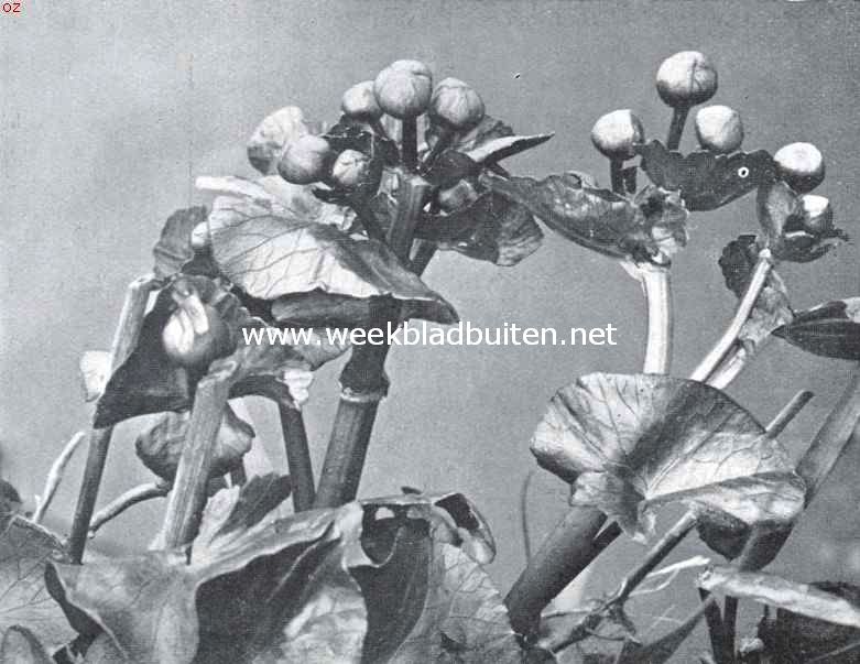 De bloeiende wei. Knoppen van de dotterbloem