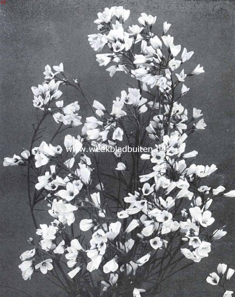 De bloeiende wei. Pinksterbloemen