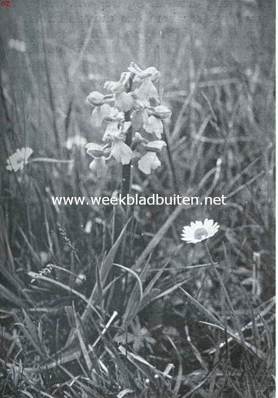 De bloeiende wei. Harlekijnorchis