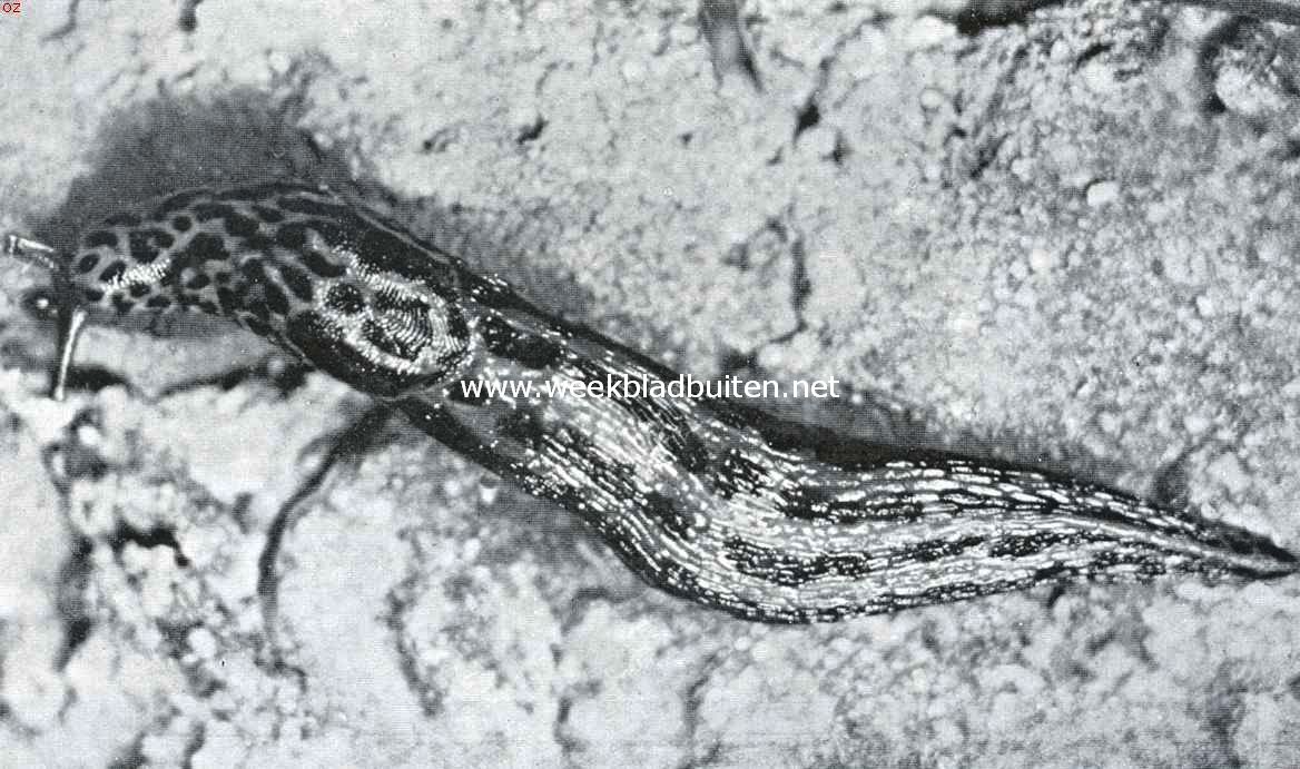 Naaktslak (Limax)