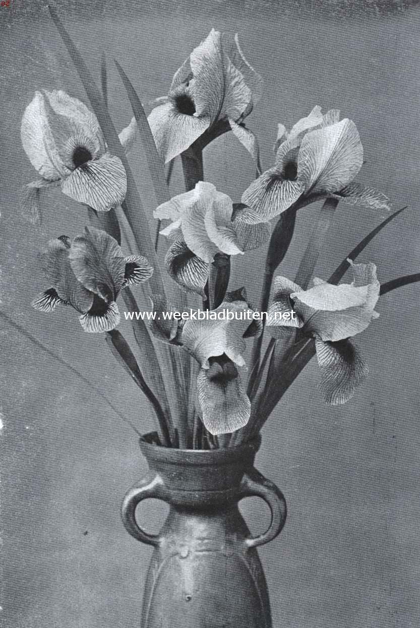 Regelio-Cyclus-Irissen