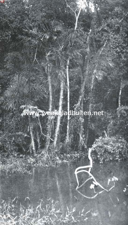 Naar de Amazone. Oerwoud langs de Amazone