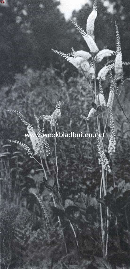De border, haar aanleg en beplanting. Cimicifuga Racemosa
