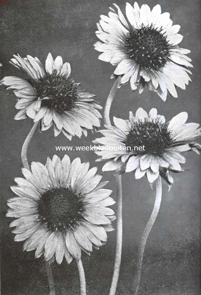 Gaillardia Maxima