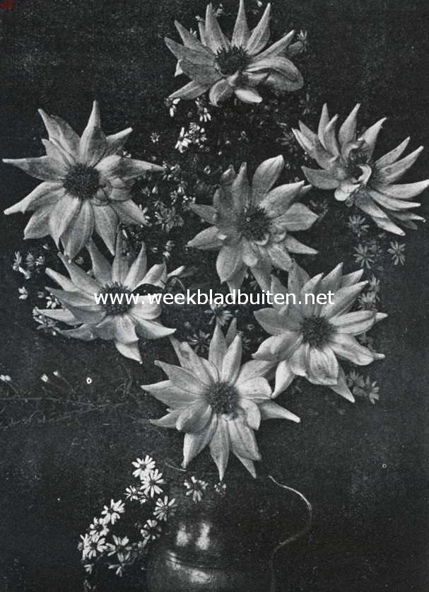 Ster- of Cosmea-Dahlia's