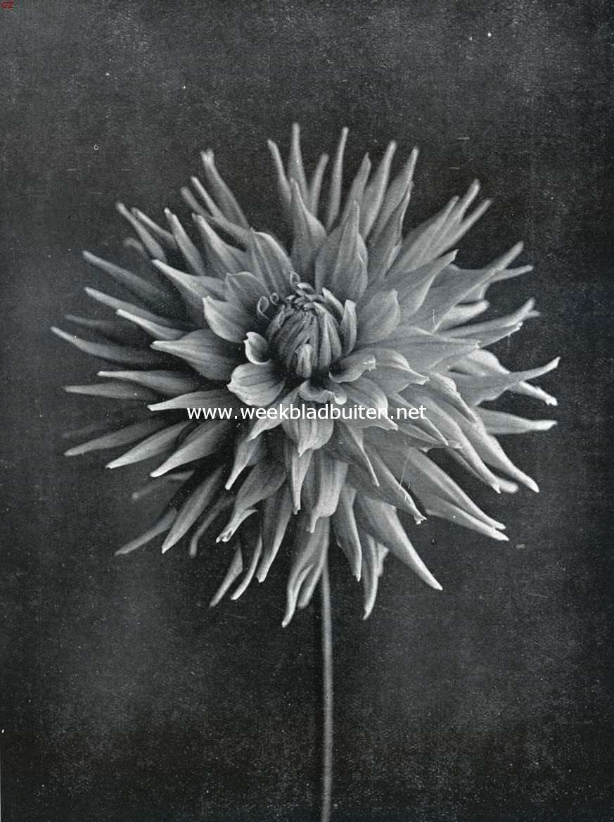 Cactus-Dahlia
