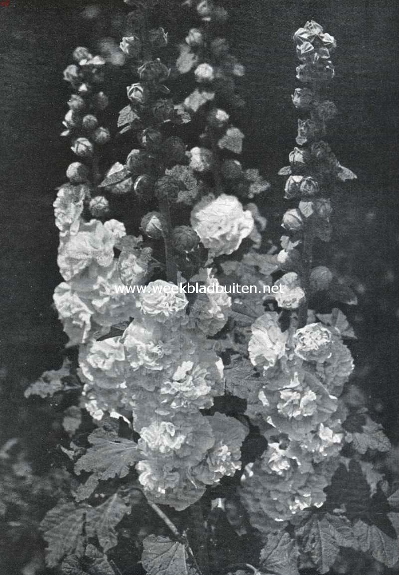 Althaea Rosea Fl. Pl. (Schotsche stokrozen). Uit: 