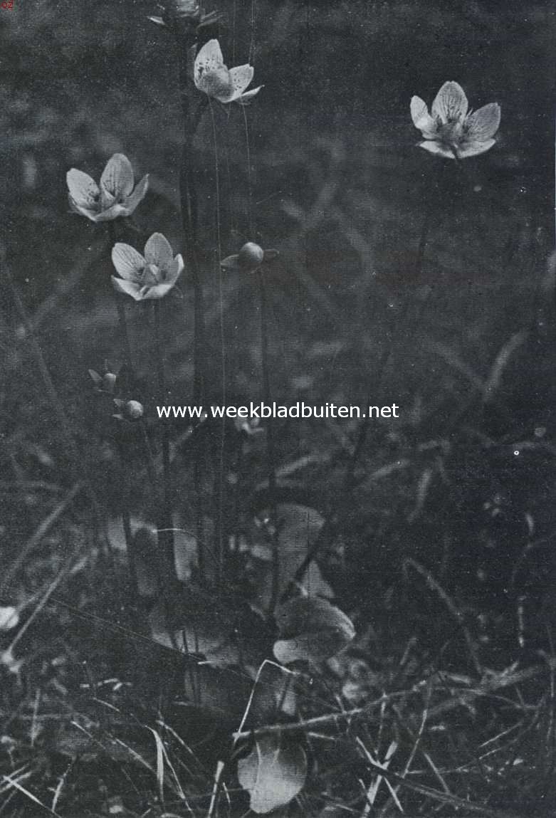 Juni in de duinen. Parnassia