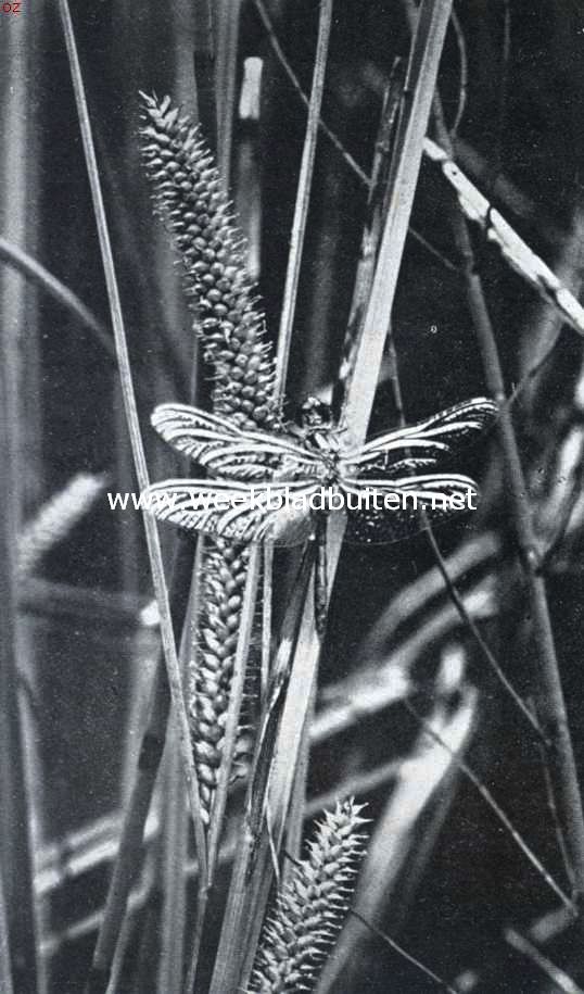 Insecten van den waterkant. Rustende libel