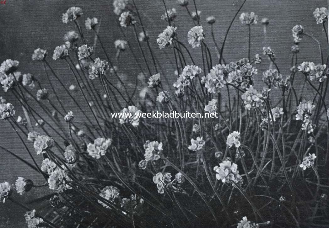 Armeria Maritima Splendens (Engels gras). Foto: Vaste, Tweejarige en Rotsplanten, Uitg. Turkenburg, Bodegraven