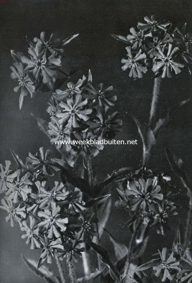 Lychnis Chalcedonica