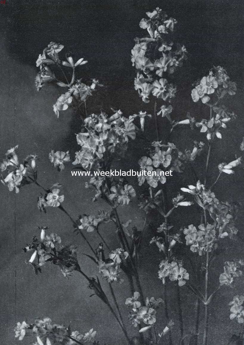 Lychnis Viscaria Splendens. Uit: 