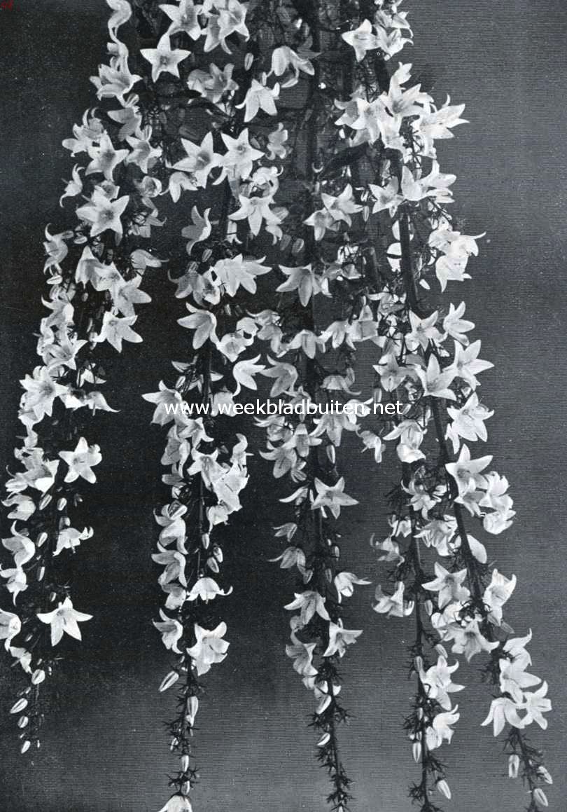 Campanula Medium Calycanthema (foto's: 