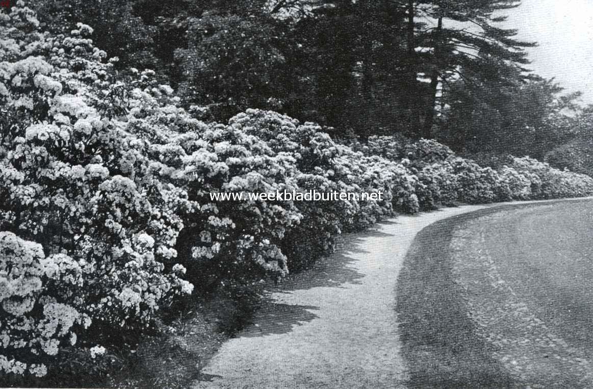 Bloeiende kalmia's langs een tuinpad
