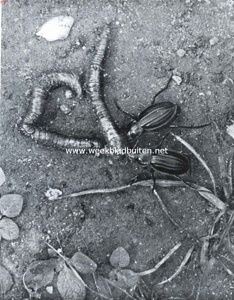 Gouden loopkevers met regenworm