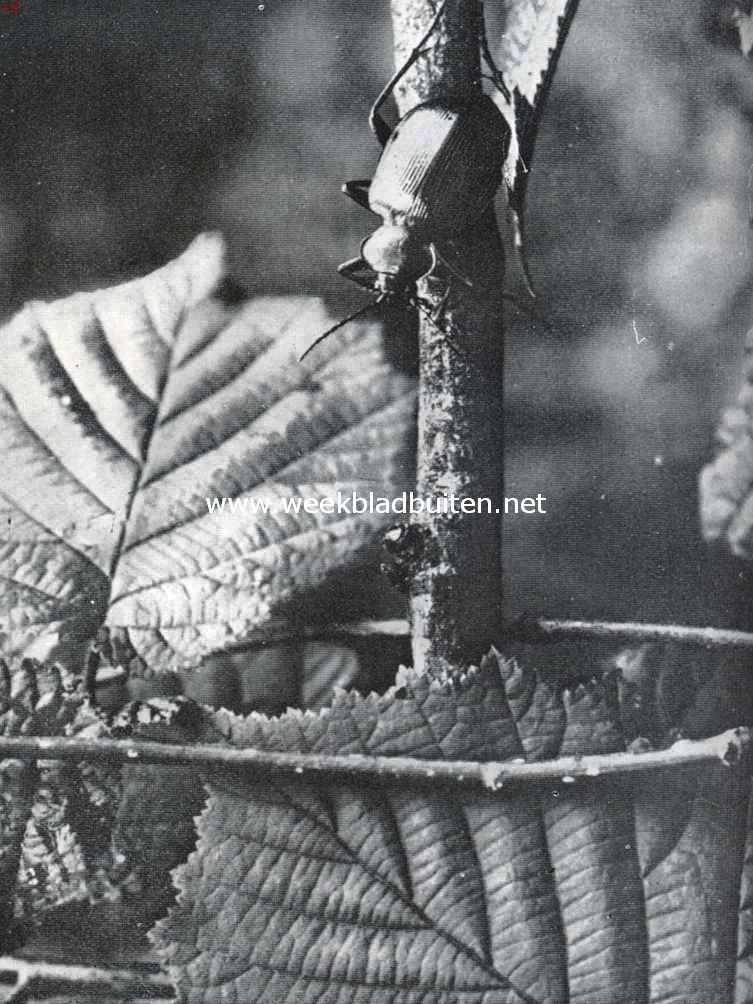 Poppenroover (foto's K.O. Bartels uit: 