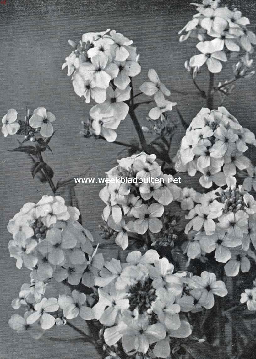 Hesperis Matronalis Alba (foto's: 