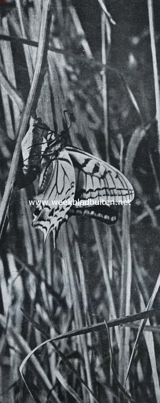 Koninginnepage. Juist uit het pophulsel gekropen (foto K.O. Bartels uit: 