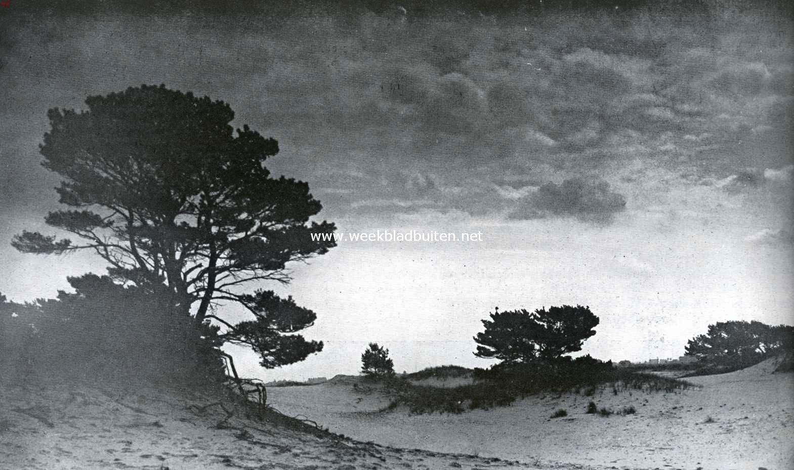 Avondschemering op de heide