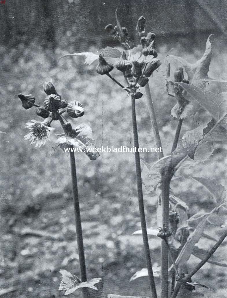 Onkruiden in de tuin. Melkdistel