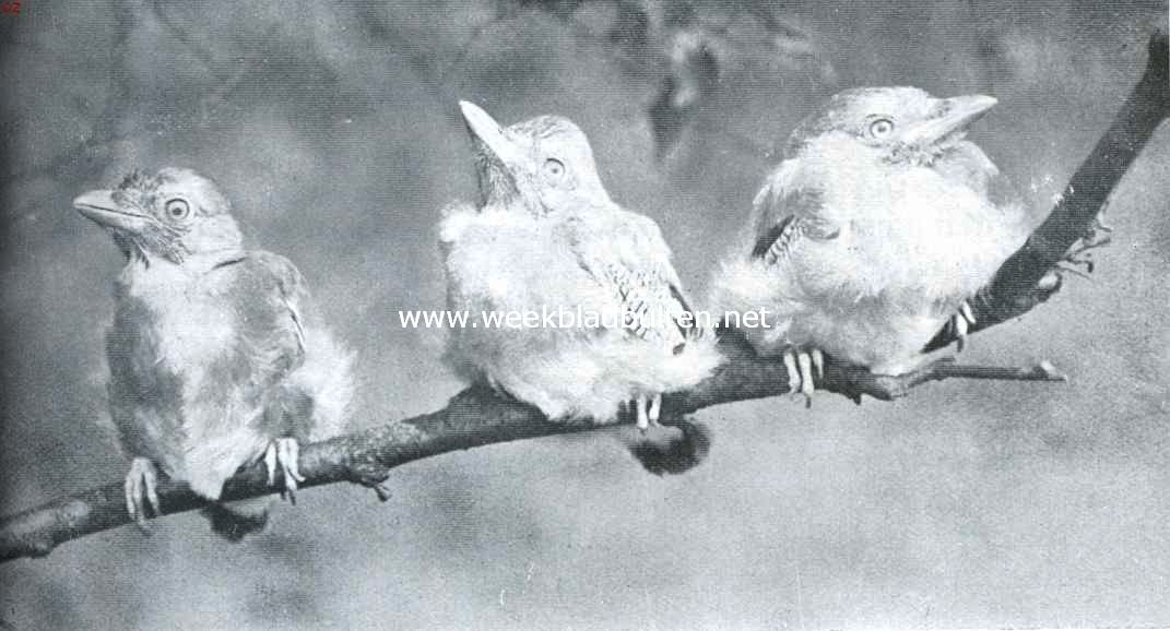 Een trio jeugdige gaaien