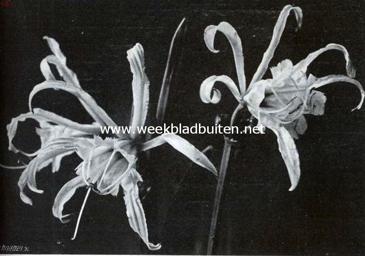 Bloemen van de Ismene