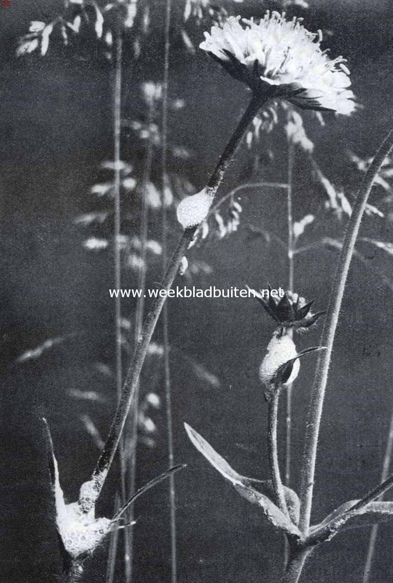 Koekoekspog (foto K.O. Bartels uit: 