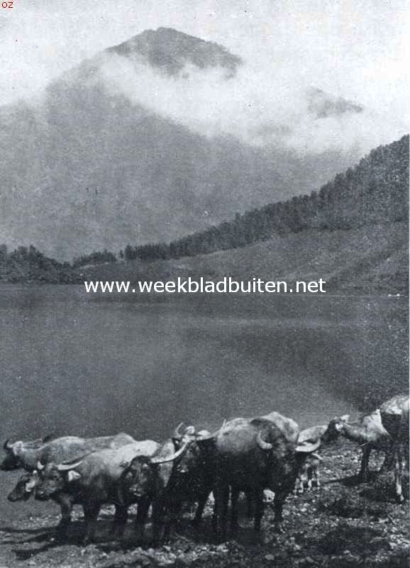 Een troepje karbouwen staat te drinken aan den waterkant  (op den achtergrond de Sidoramping)