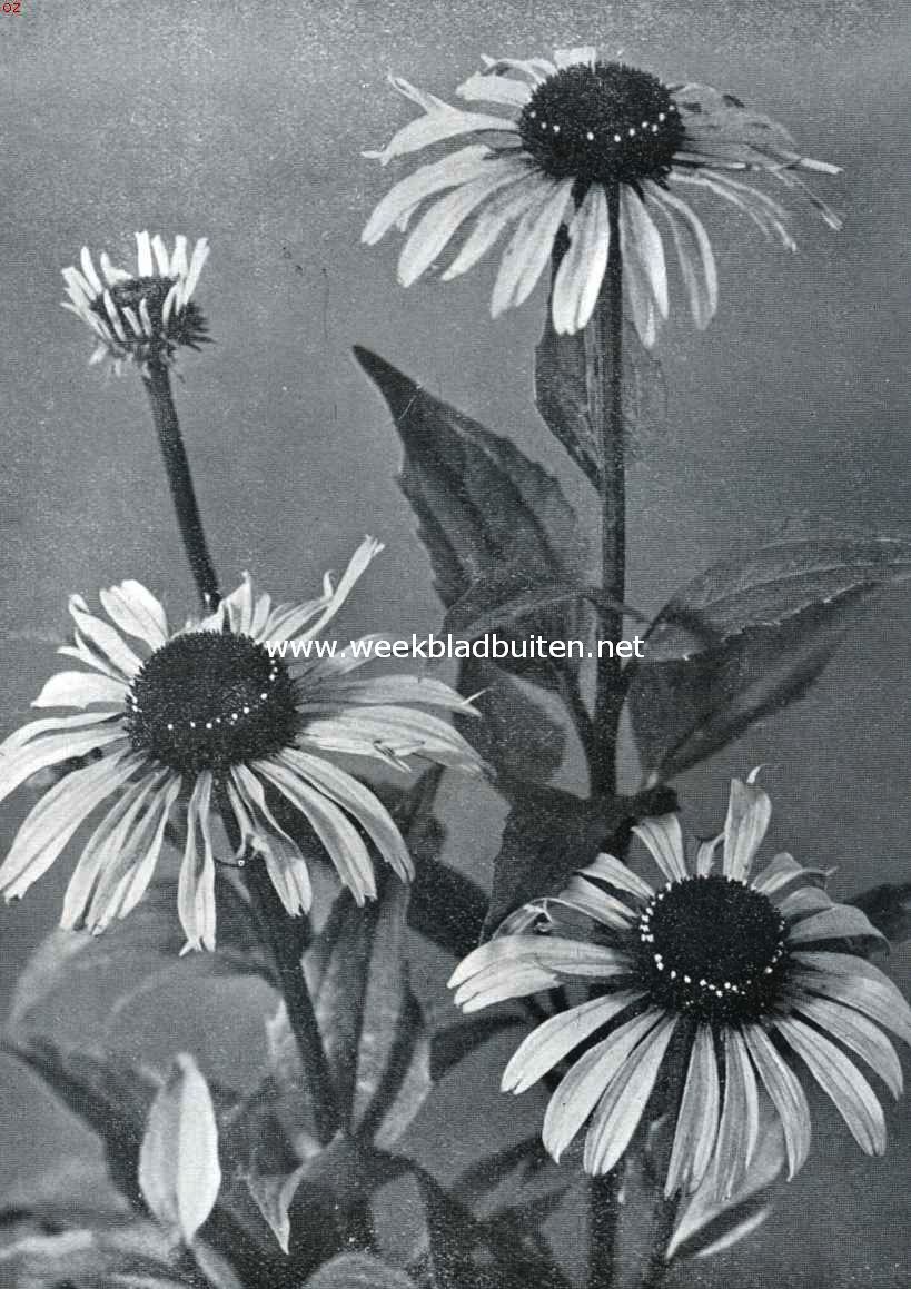 Rudbeckia Pupurea (foto: 