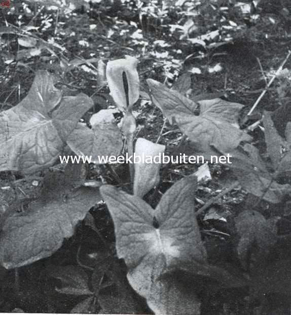 Zuid-Limburgsche planten. Wilde Aronskelk