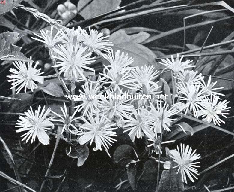 Zuid-Limburgsche planten. Boschrank (Clematis Vitalba)