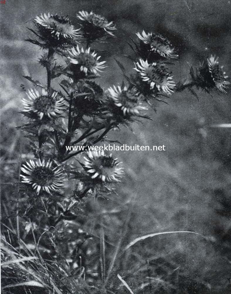 Zuid-Limburgsche planten. Driedistel